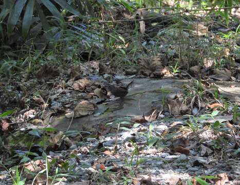 Image of Streaked Wren-Babbler