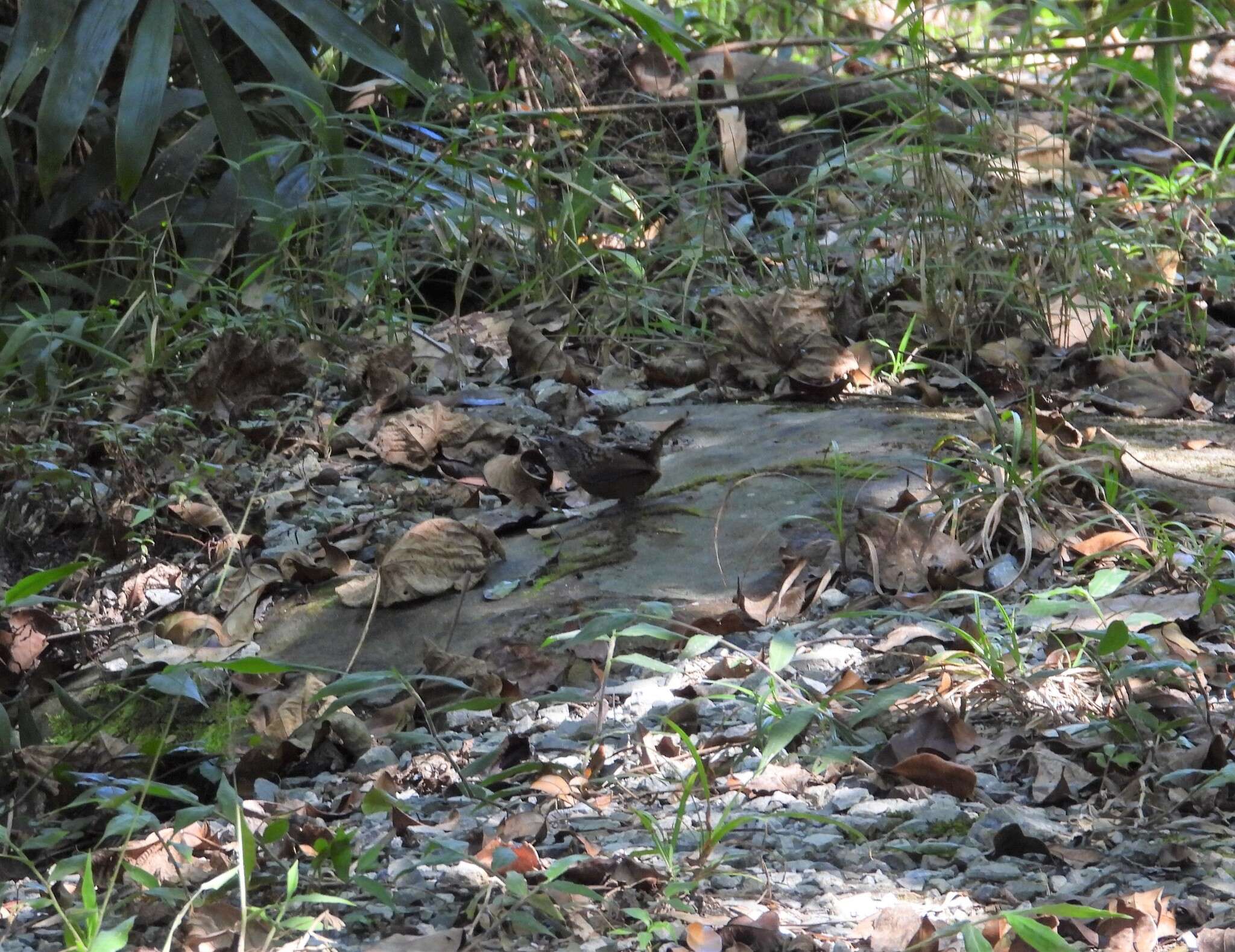 Image of Streaked Wren-Babbler