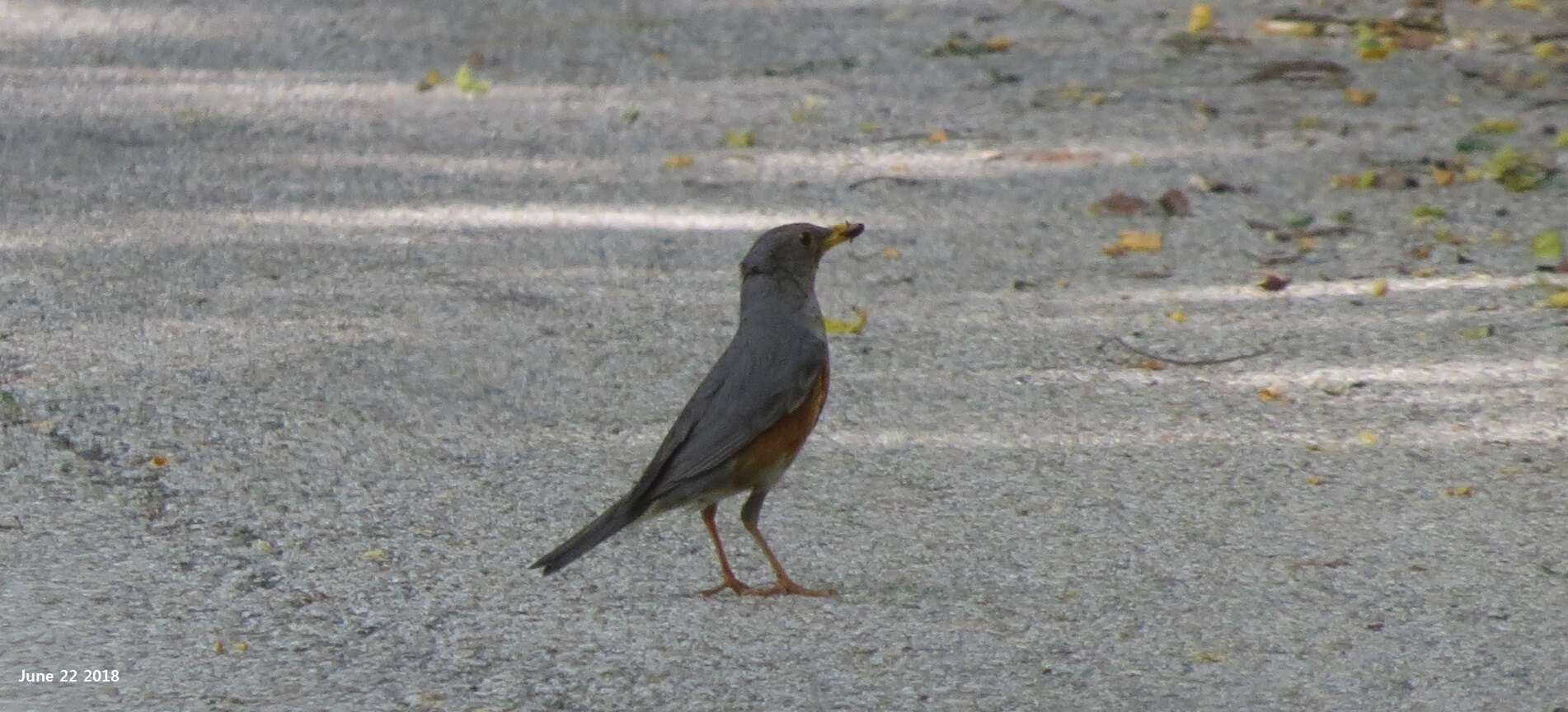 Imagem de Turdus hortulorum Sclater & PL 1863