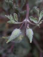 Image of San Benito poppy