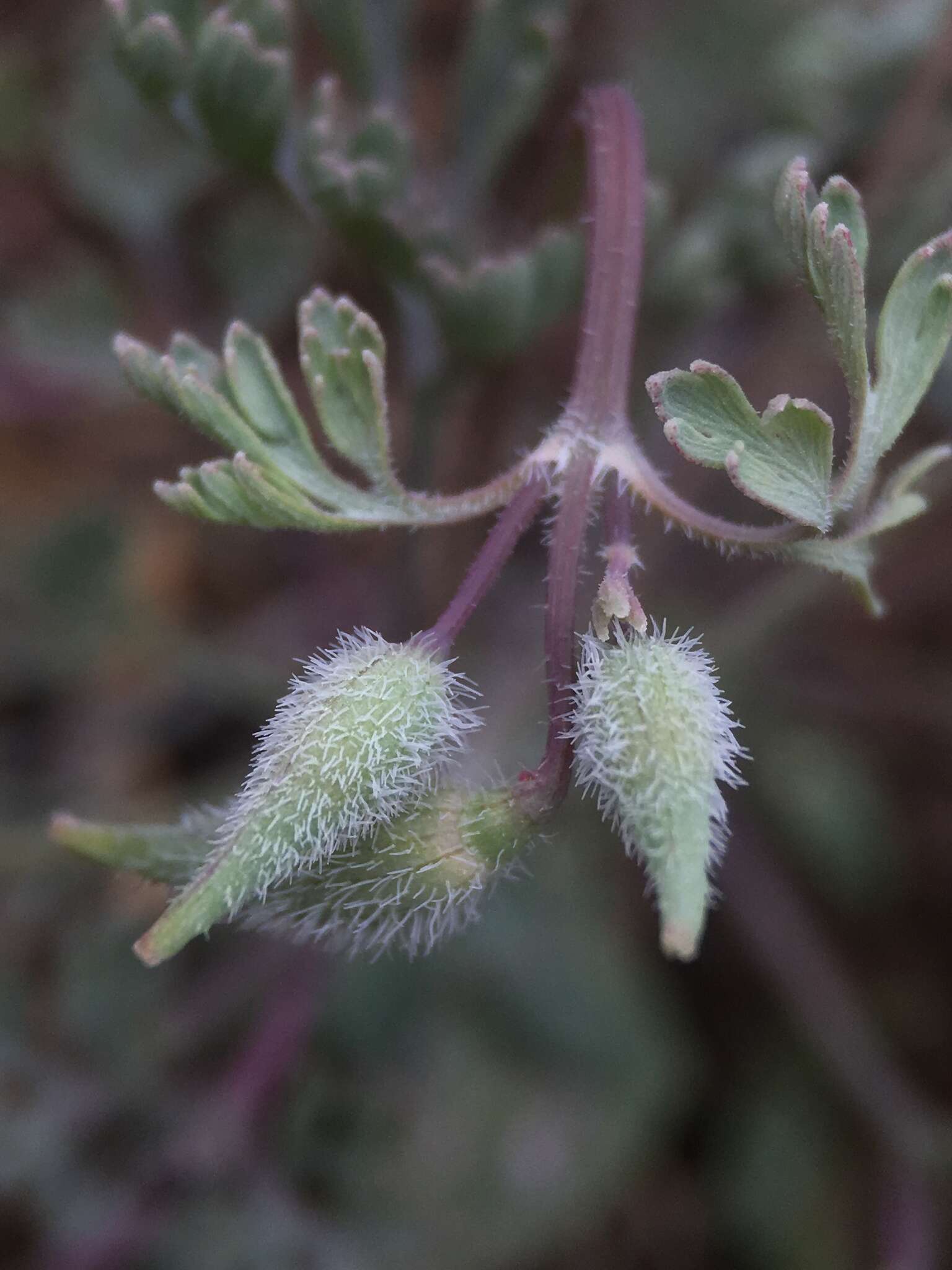 Image of San Benito poppy