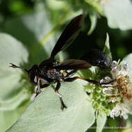 Imagem de Physocephala floridana Camras 1957