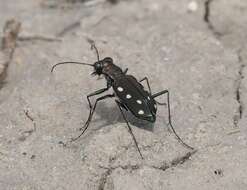 Image of Cicindela (Cicindelidia) ocellata rectilatera Chaudoir 1843