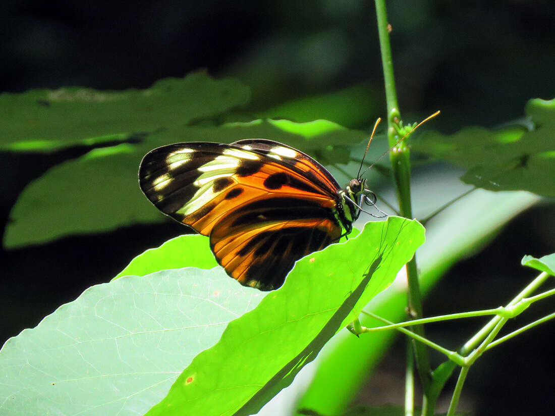 Imagem de Heliconius numatus Cramer 1780