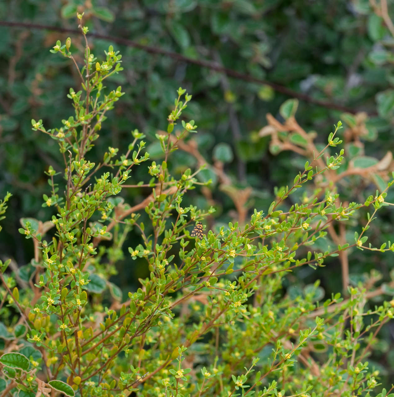 Image of Pimelea serpyllifolia subsp. serpyllifolia