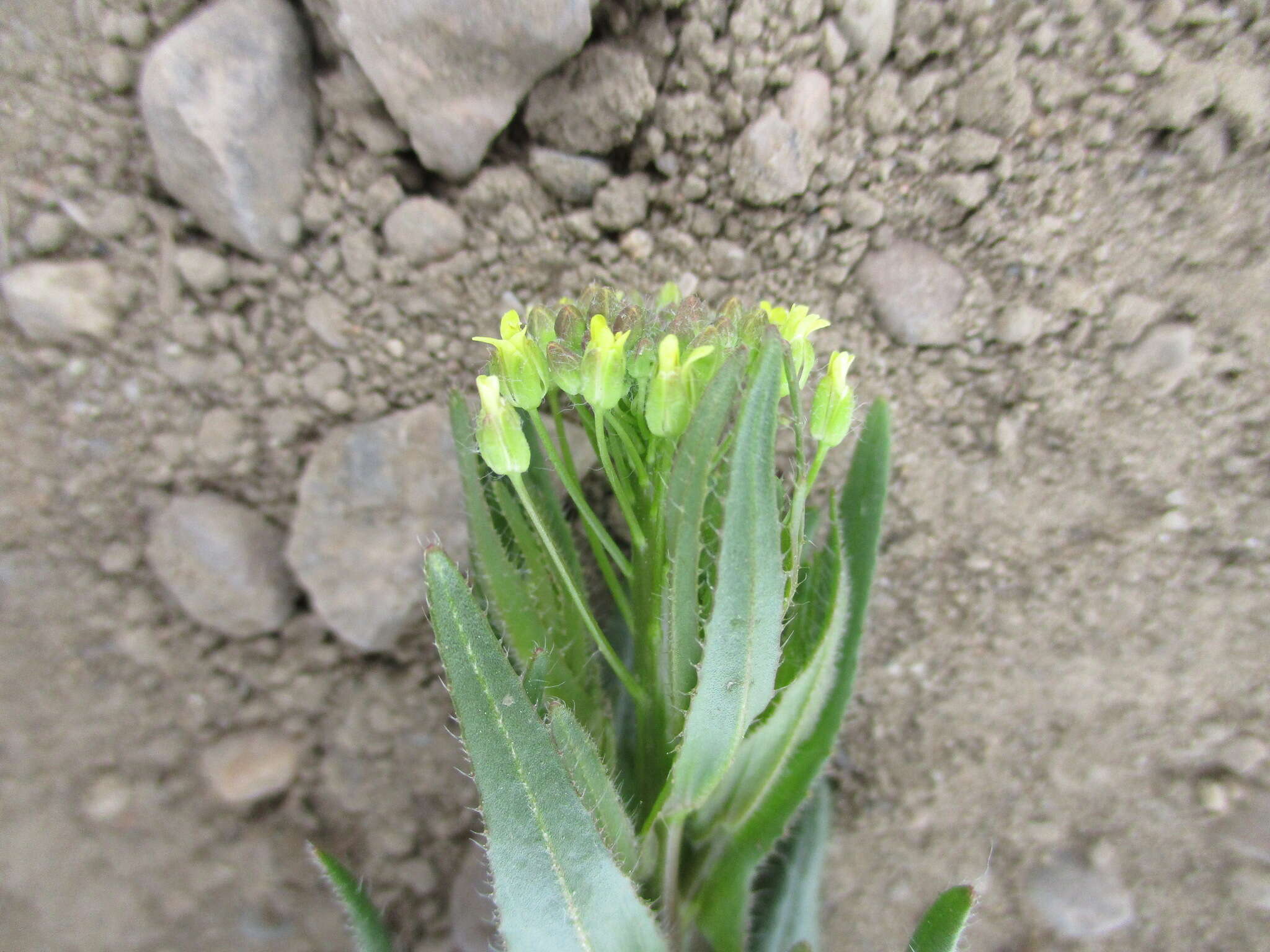 Image of false flax