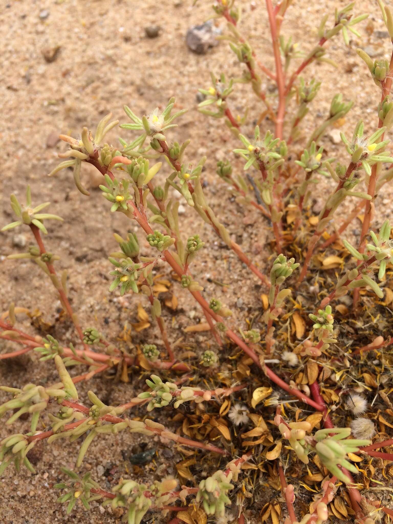 Image of silkcotton purslane