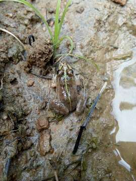 Image of Jerdon's Bullfrog