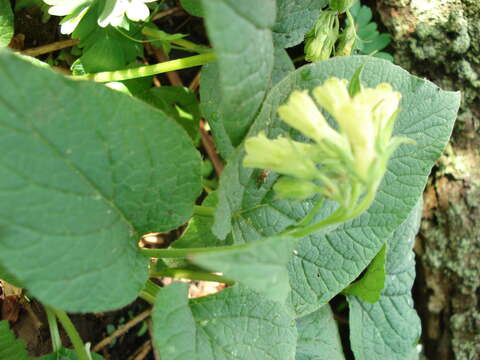 Image of Symphytum cordatum Waldst. & Kit.