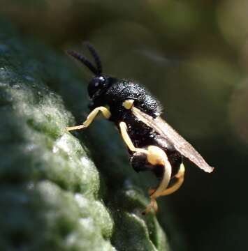 Image de Brachymeria tibialis (Walker 1834)