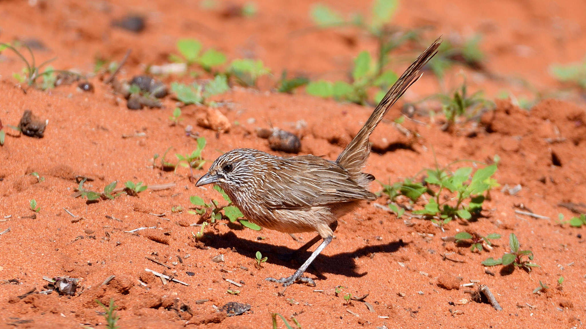 Image of Thick-billed Grasswren