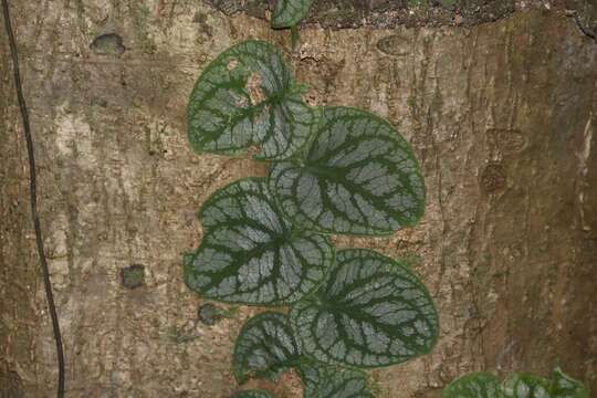 Image of Monstera dubia (Kunth) Engl. & K. Krause