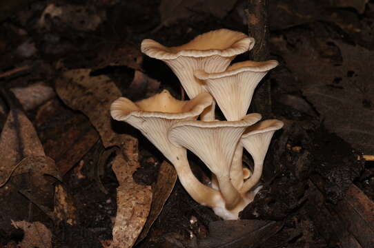 Sivun Singerocybe clitocyboides (Cooke & Massee) Zhu L. Yang, J. Qin & Ratkowsky 2014 kuva