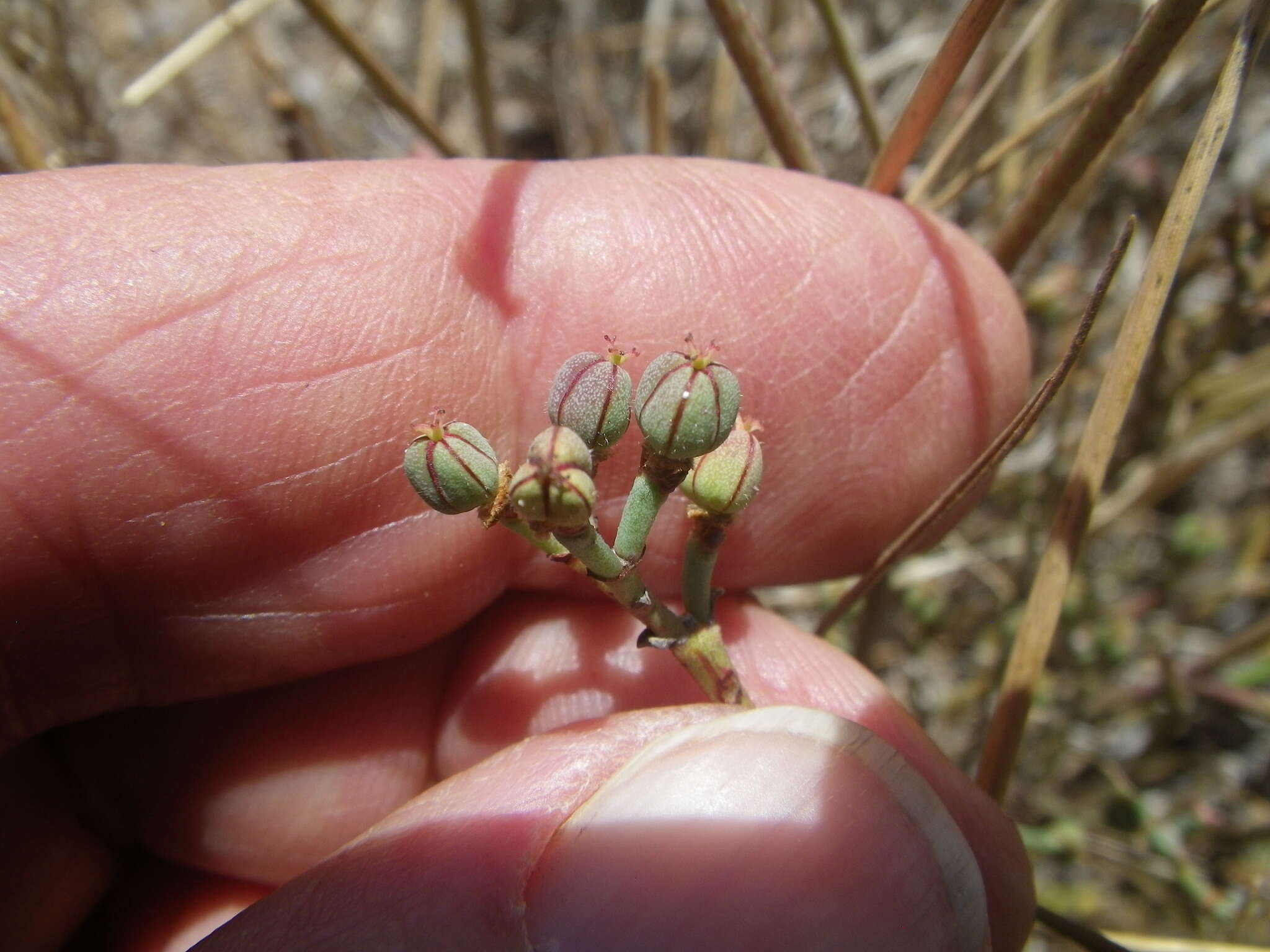 Image of Euphorbia tenax Burch.