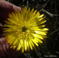 صورة Lampranthus glaucus (L.) N. E. Br.