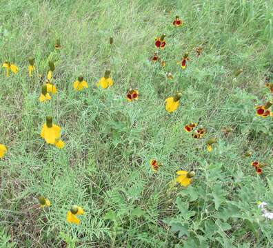 Image of Mexican hat