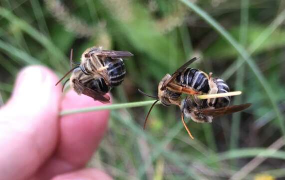 Image of Common Long-horned Bee