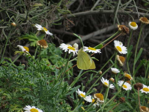 Image of Canary Islands Large White