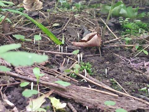 Image de Clavaria subfalcata G. F. Atk. 1908