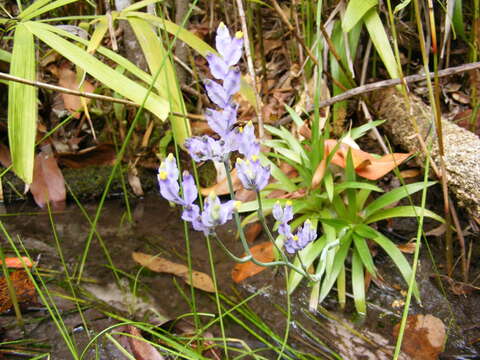 Image de Burmannia disticha L.