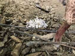 Image of <i>Cordyceps fumosorosea</i>