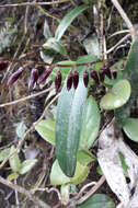 Image of Stelis restrepioides (Lindl.) Pridgeon & M. W. Chase