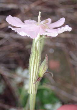 Image of Silene undulata subsp. undulata