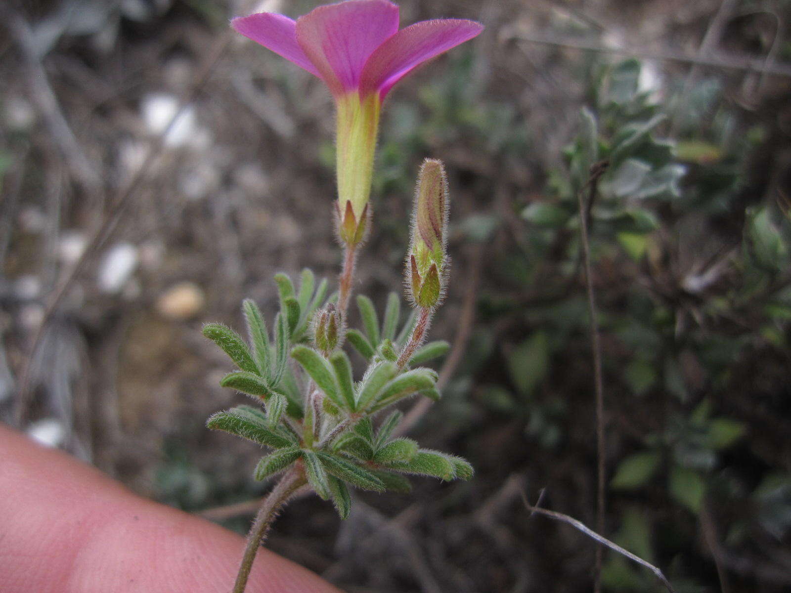 Sivun Oxalis engleriana Schlechter kuva