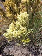 Image of Erica leucanthera L. fil.