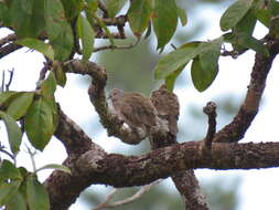 صورة Columbina minuta (Linnaeus 1766)