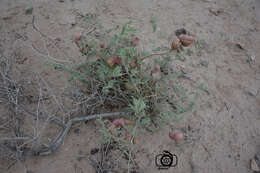 Image of Syrian mesquite