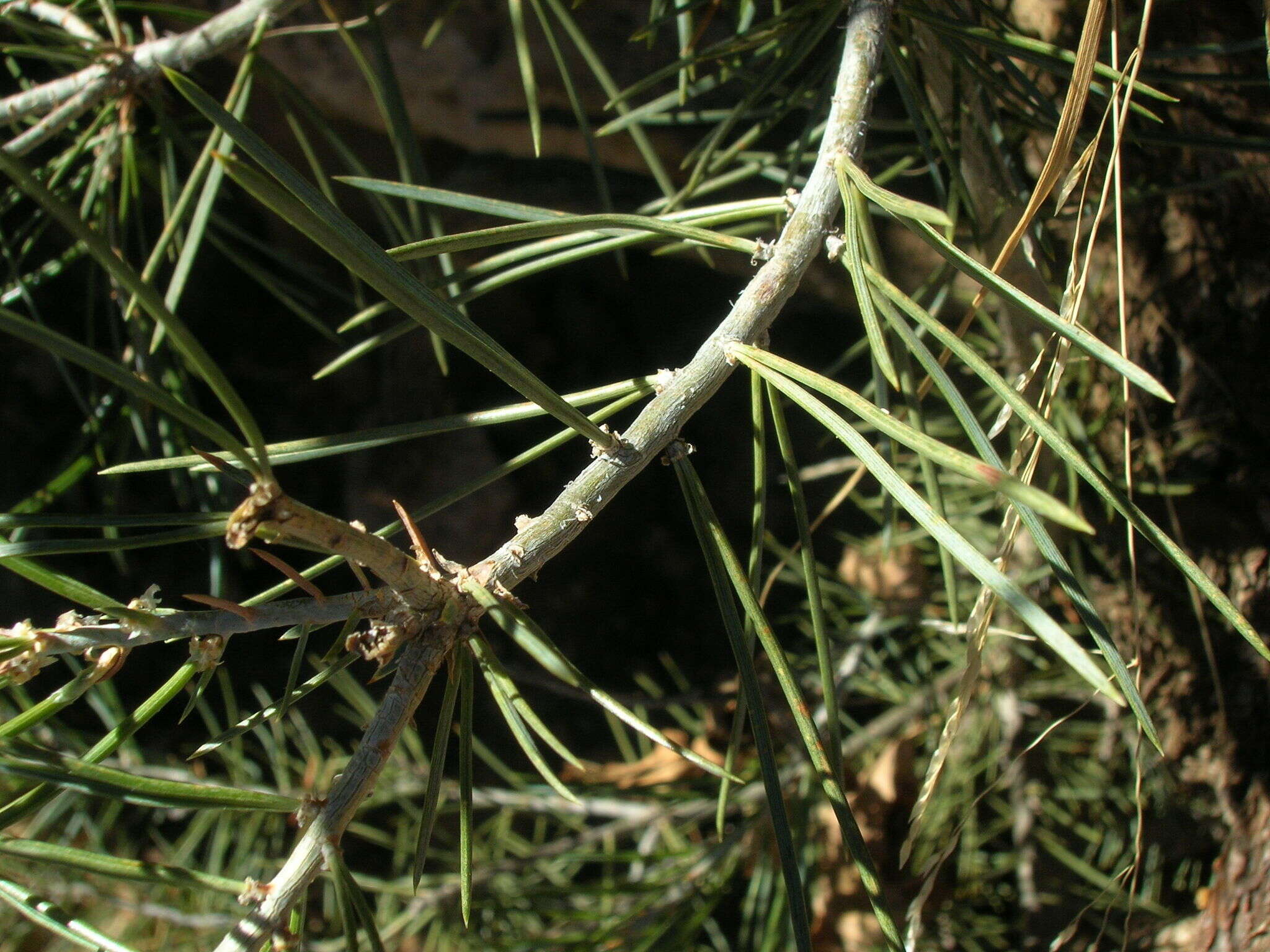 Image of Colorado Pinyon