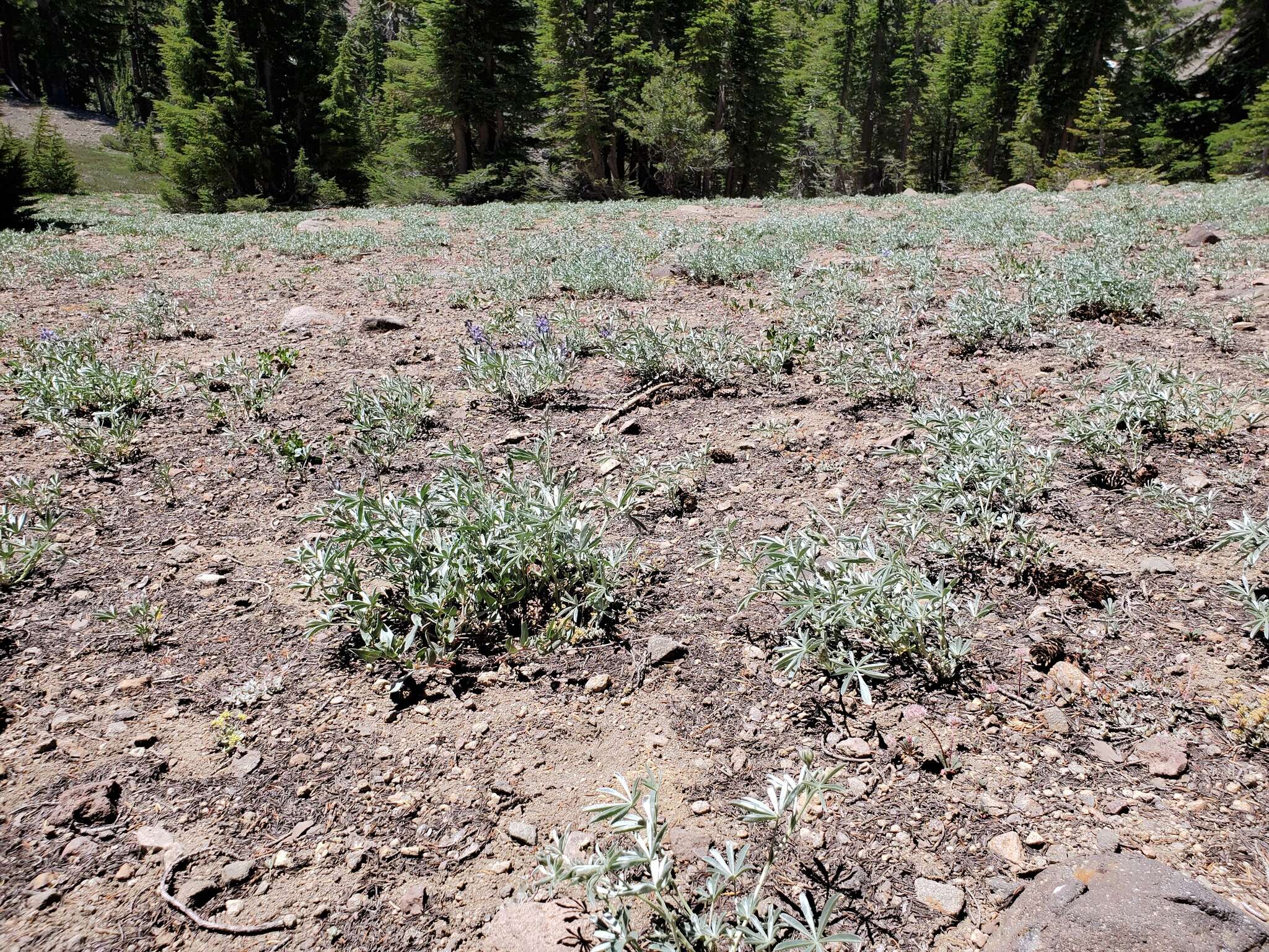 Image of Blunt-lobe Lupine