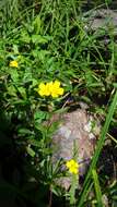 Imagem de Oenothera perennis L.