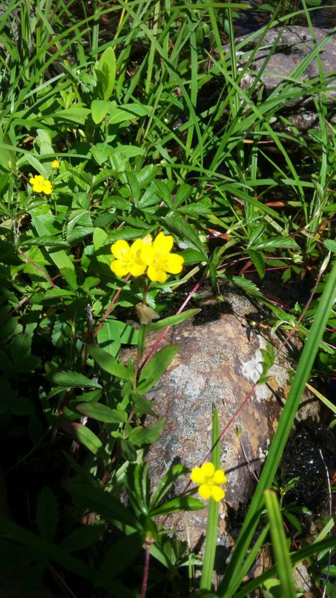 Image of Small sundrops