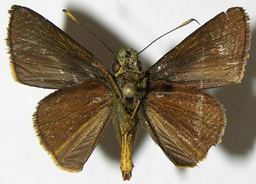 Image of Hesperiinae