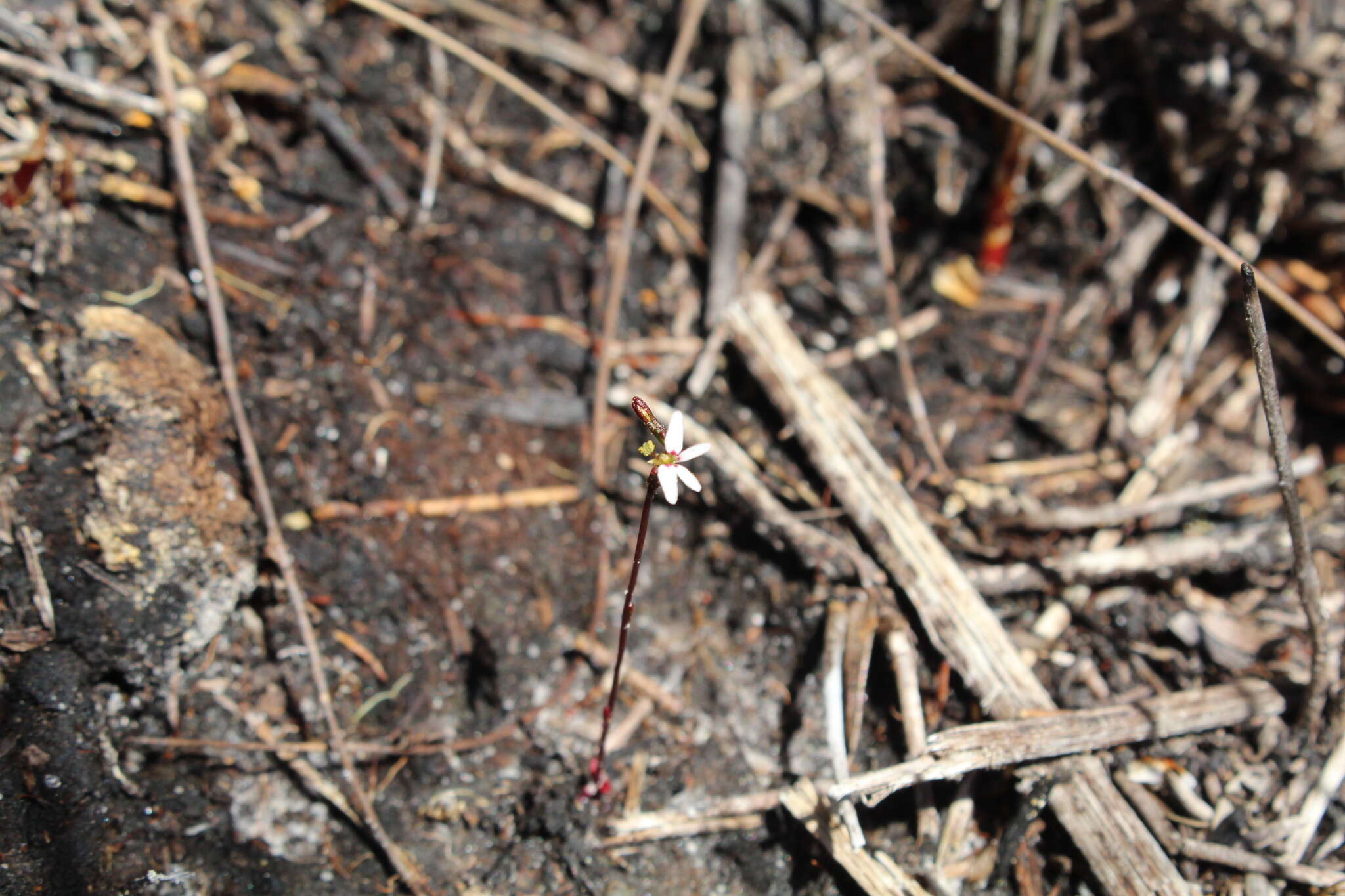 Image de Stylidium pygmaeum R. Br.