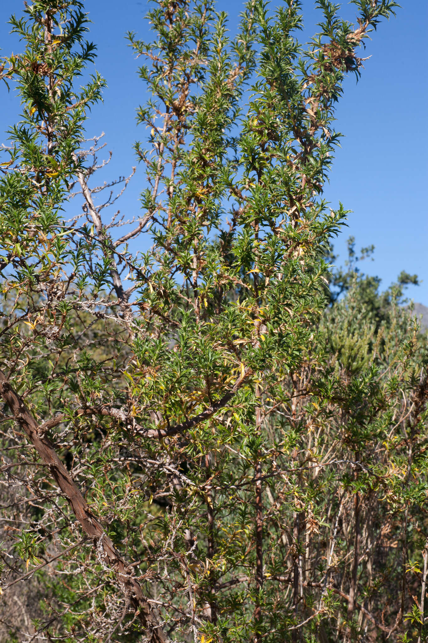 Image of Cliffortia phillipsii Weim.