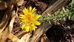 Image of Grindelia hirtella (B. L. Rob. & Greenm.) Adr. Bartoli & Tortosa