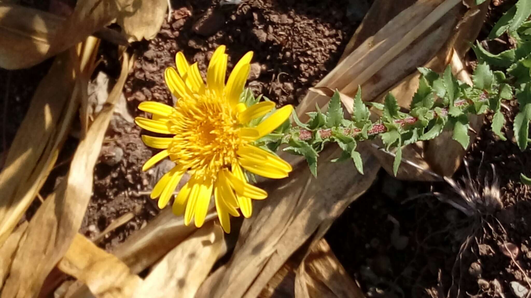 Image of Grindelia hirtella (B. L. Rob. & Greenm.) Adr. Bartoli & Tortosa