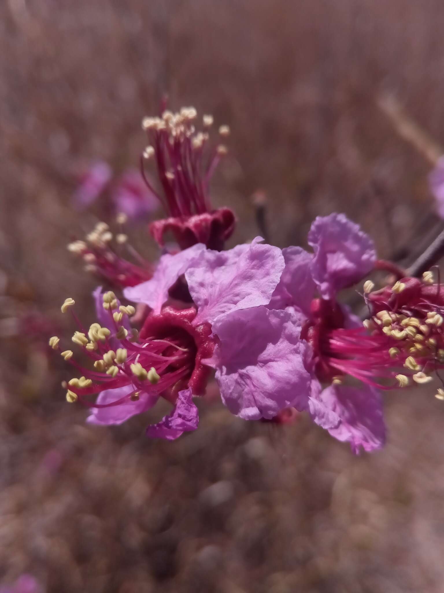 Sivun Koehneria madagascariensis (Baker) S. A. Graham, H. Tobe & P. Baas kuva