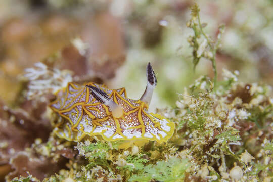 Image of Orange edged ridged black slug