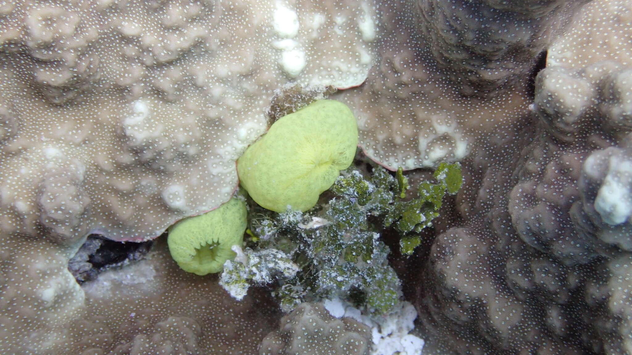 Image of Ascidia ornata Monniot F. & Monniot C. 2001
