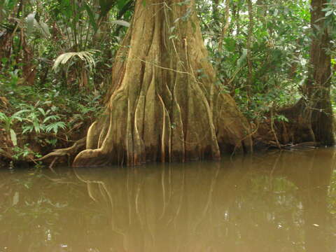 Image de Pterocarpus officinalis Jacq.