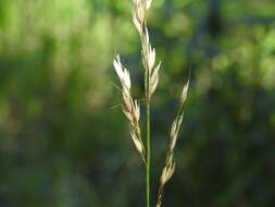 Image of River grass