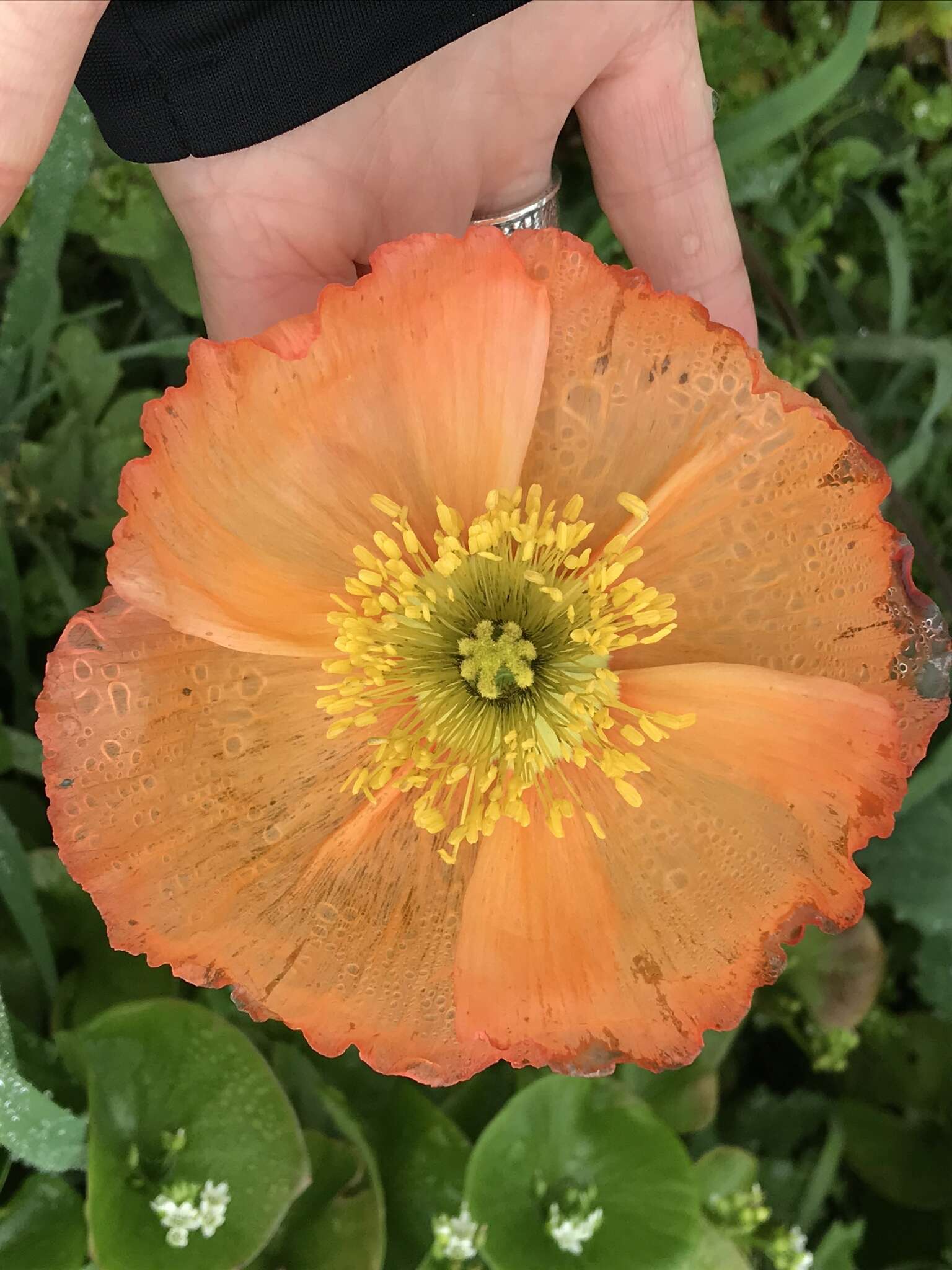 Image of Iceland Poppy