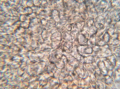 Imagem de Orbilia carpoboloides (P. Crouan & H. Crouan) Baral 1994