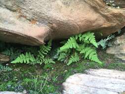 Image of Cochise cliff fern