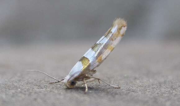 Image de Argyresthia calliphanes Meyrick 1913