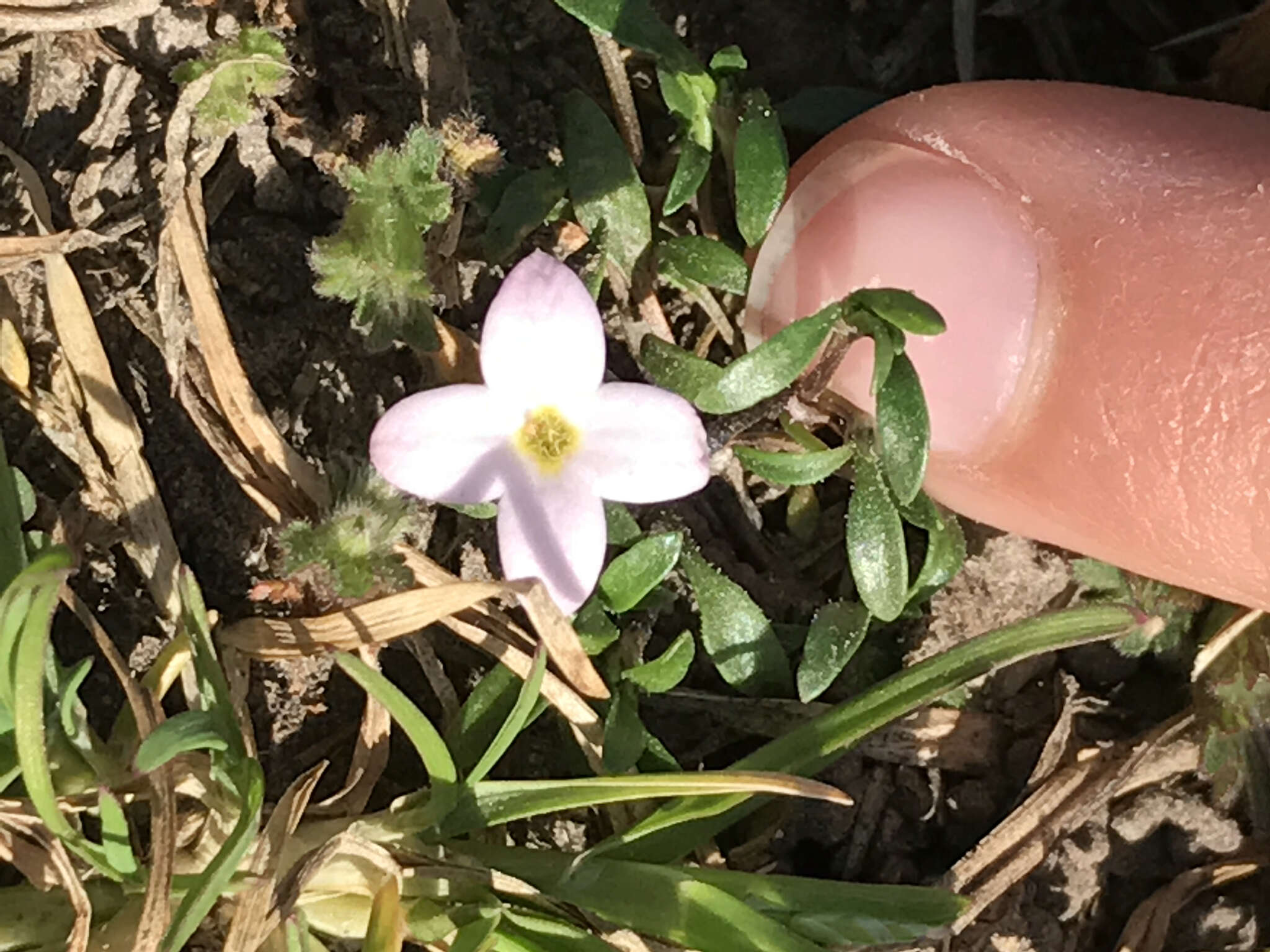 Image of rose bluet